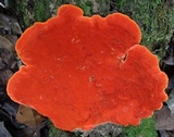 Earliella scabrosa image