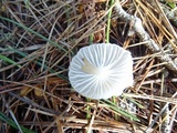 Marasmius calhouniae image
