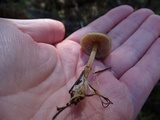 Entoloma cetratum image