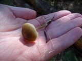 Entoloma cetratum image