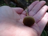 Entoloma cetratum image