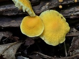 Cyptotrama chrysopepla image