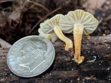 Cyptotrama chrysopepla image