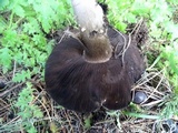 Agaricus lilaceps image
