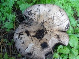 Agaricus lilaceps image