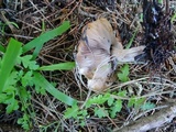 Lepista glaucocana image