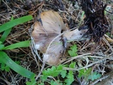 Lepista glaucocana image