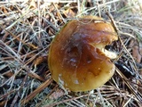 Pholiota velaglutinosa image