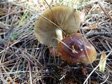 Pholiota velaglutinosa image
