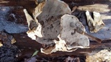 Bjerkandera adusta image