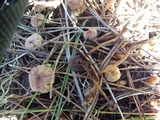 Gymnopus villosipes image