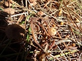 Gymnopus villosipes image