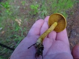 Cortinarius idahoensis image