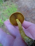 Cortinarius idahoensis image