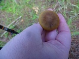 Cortinarius idahoensis image