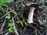 Agaricus agrinferus image