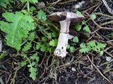 Agaricus agrinferus image