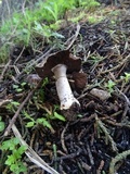 Agaricus agrinferus image