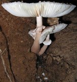 Leucoagaricus americanus image