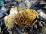 Russula cerolens image