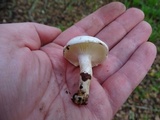 Hygrophorus eburneus image