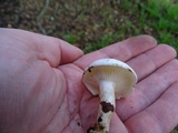 Hygrophorus eburneus image