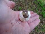 Hygrophorus eburneus image