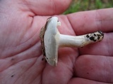 Hygrophorus eburneus image