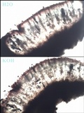 Rhizocarpon lecanorinum image