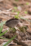 Helvella fibrosa image