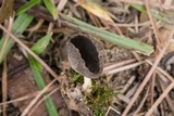 Helvella fibrosa image