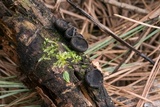 Pseudoplectania nigrella image