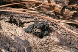 Annulohypoxylon truncatum image