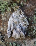 Umbilicaria crustulosa image