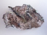 Umbilicaria crustulosa image