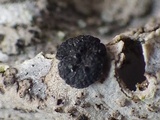 Umbilicaria crustulosa image