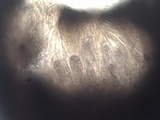Umbilicaria crustulosa image