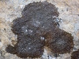 Melanelixia fuliginosa image
