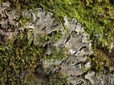 Peltigera praetextata image