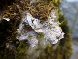 Peltigera praetextata image