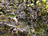 Nephroma tangeriense image