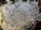 Pertusaria albescens var. albescens image