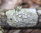 Ochrolechia subpallescens image