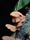 Dacryopinax elegans image