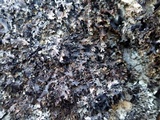 Parmelia omphalodes image