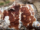 Gloeoporus taxicola image
