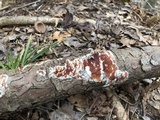 Gloeoporus taxicola image