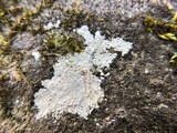 Phlyctis petraea image