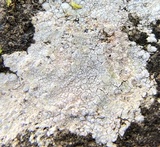 Phlyctis petraea image