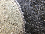 Porpidia albocaerulescens var. albocaerulescens image